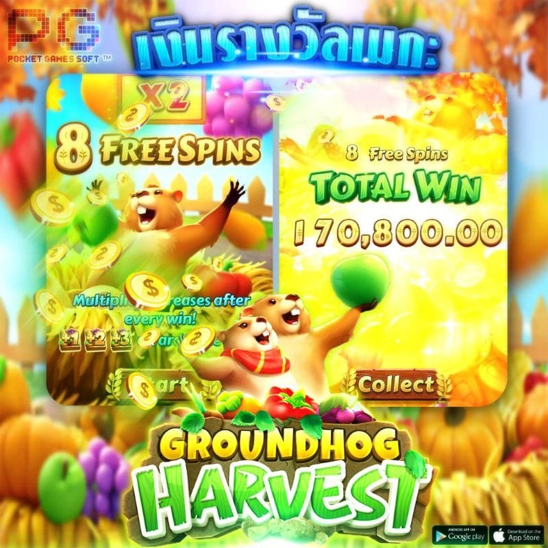 Groundhog Harvest การเก็บเกี่ยวกราวด์ฮอก